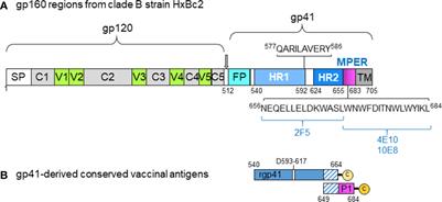 Cooperation Between Systemic and Mucosal Antibodies Induced by Virosomal Vaccines Targeting HIV-1 Env: Protection of Indian Rhesus Macaques Against Low-Dose Intravaginal SHIV Challenges